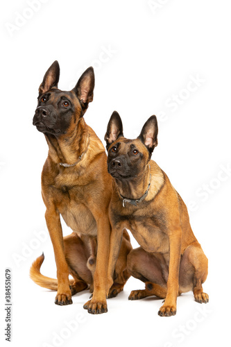 Two Belgian Malinois dogs