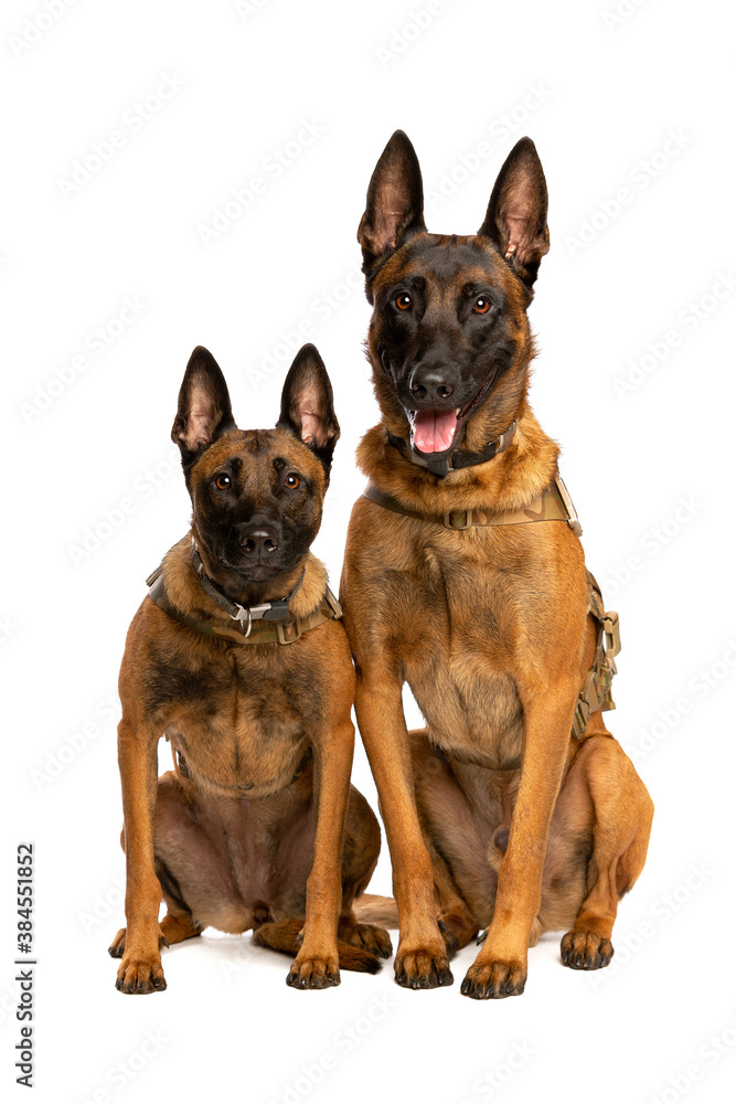 Two Belgian Malinois dogs