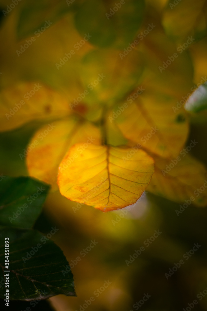 Obraz premium yellow leaves on a tree