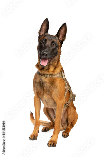 Belgian Malinois dog