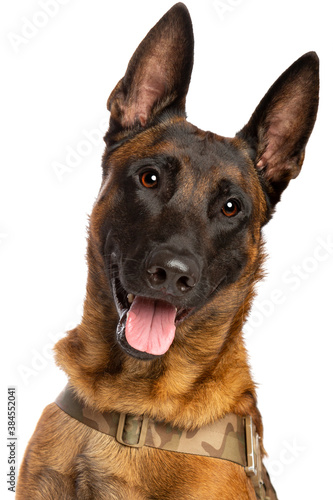 Obraz na płótnie Belgian Malinois dog