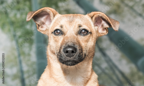 Brown cute puppy dog isolated on white  green background - rescue pet dog with adorable eyes