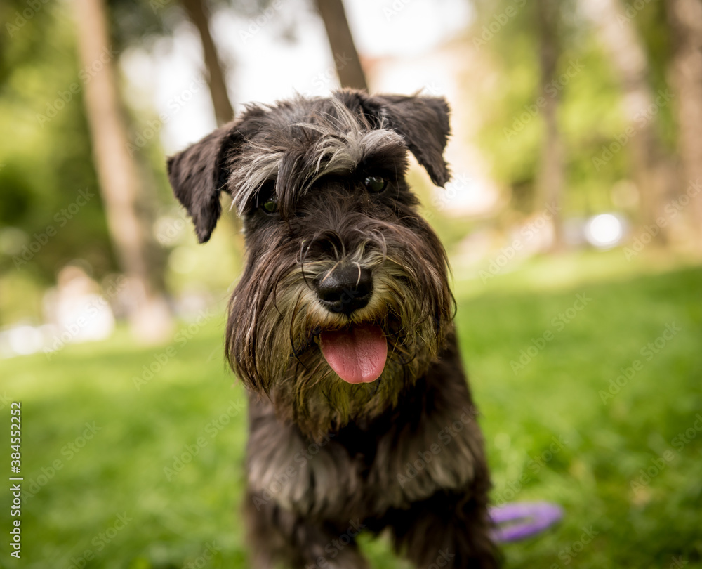 Portrait of cute miniature schnauzer at the park. Portrait of cute miniature schnauzer at the park.