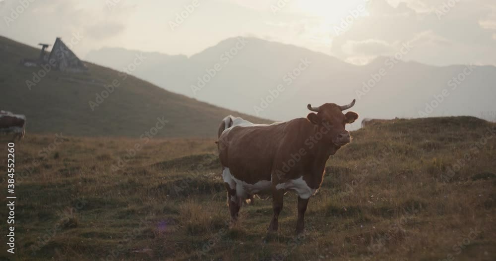 Cow mountain cattle herd pasture in Alps look at camera evening sunset Cow mountain cattle herd pasture in Alps look at camera evening sunset