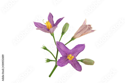 Purple eggplant flower isolated on white background. © chittakorn