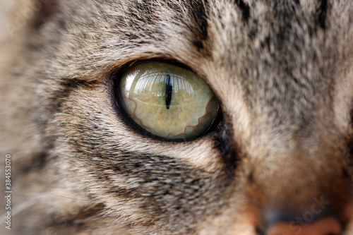close-up of the eye of the european cat