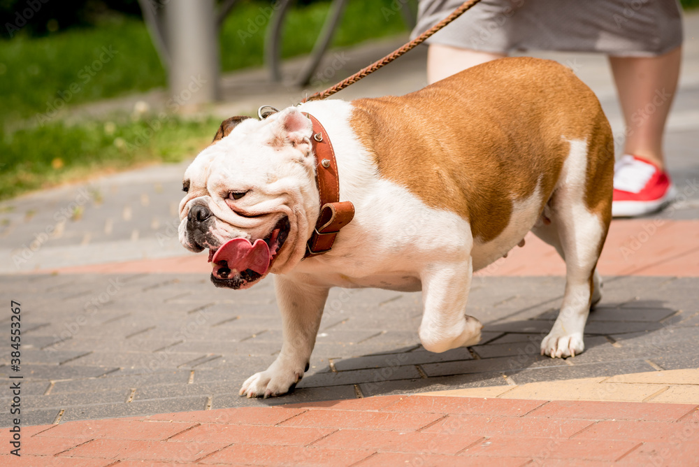 Owner walking with the english bulldog at the park.