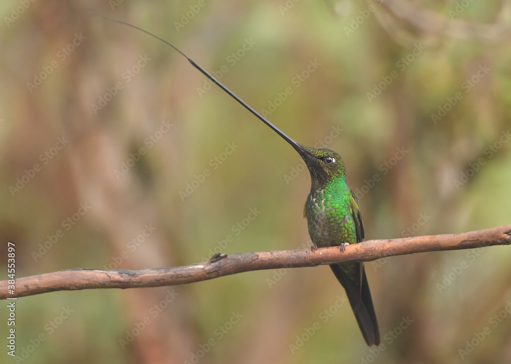 ensiferea ensifera ensiferea ensifera