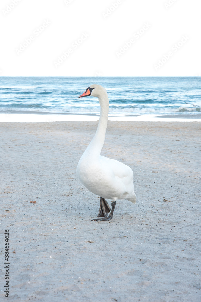 Beautiful proud swan enjoying sun on a beach in Kolobrzeg, Poland Beautiful proud swan enjoying sun on a beach in Kolobrzeg, Poland