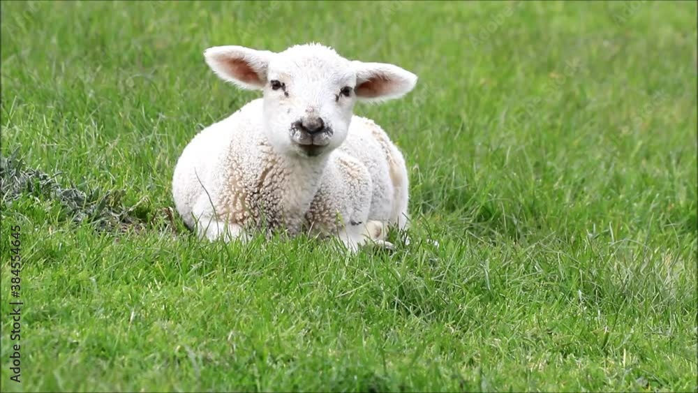 white lamb is lying on meadow
white lamb is lying on meadow
