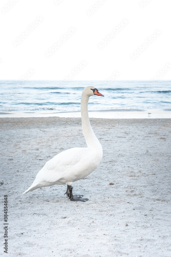 Beautiful proud swan enjoying sun on a beach in Kolobrzeg, Poland Beautiful proud swan enjoying sun on a beach in Kolobrzeg, Poland