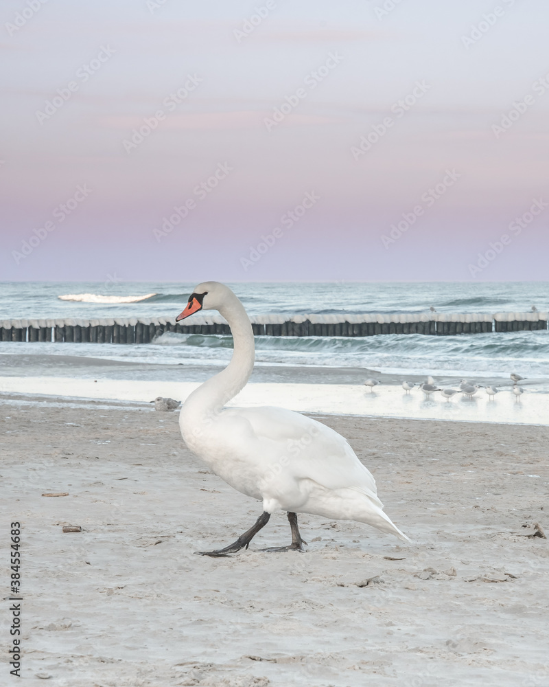 Beautiful proud swan enjoying sun on a beach in Kolobrzeg, Poland Beautiful proud swan enjoying sun on a beach in Kolobrzeg, Poland