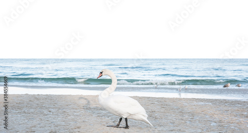 Beautiful proud swan enjoying sun on a beach in Kolobrzeg  Poland