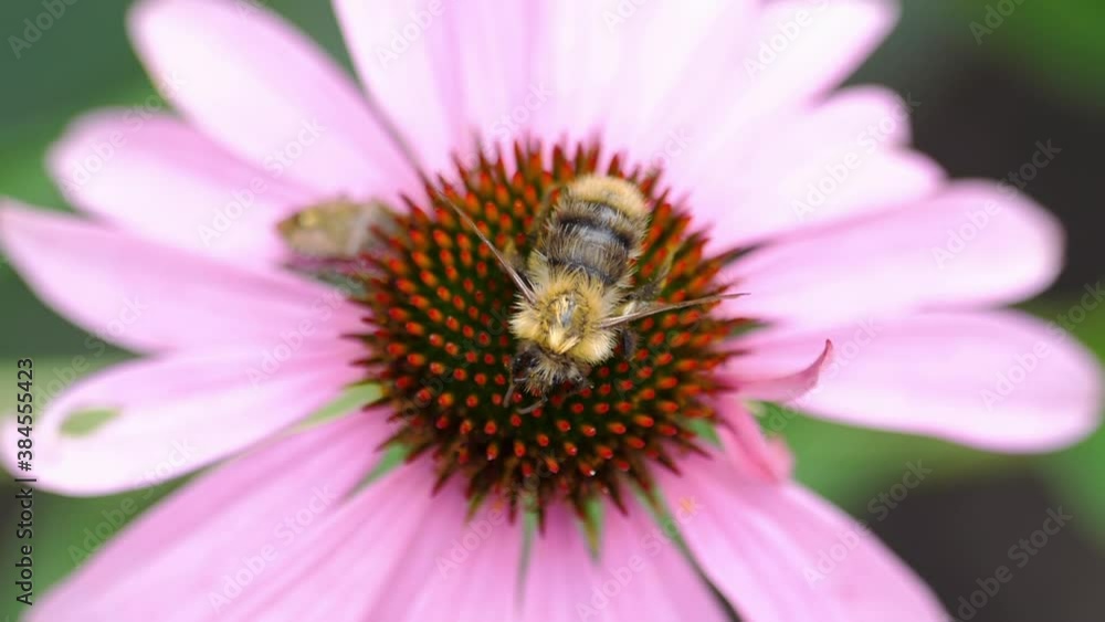 Bumblebee on a Echinacea flower Bumblebee on a Echinacea flower