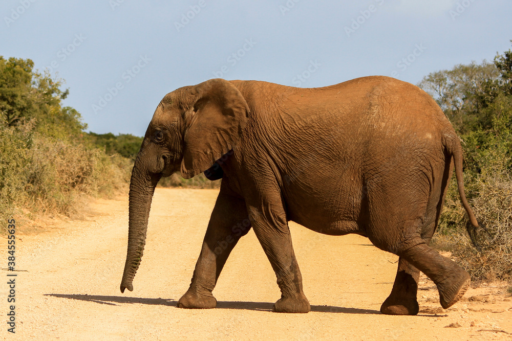 Fototapeta premium Elephant walking in the African wild