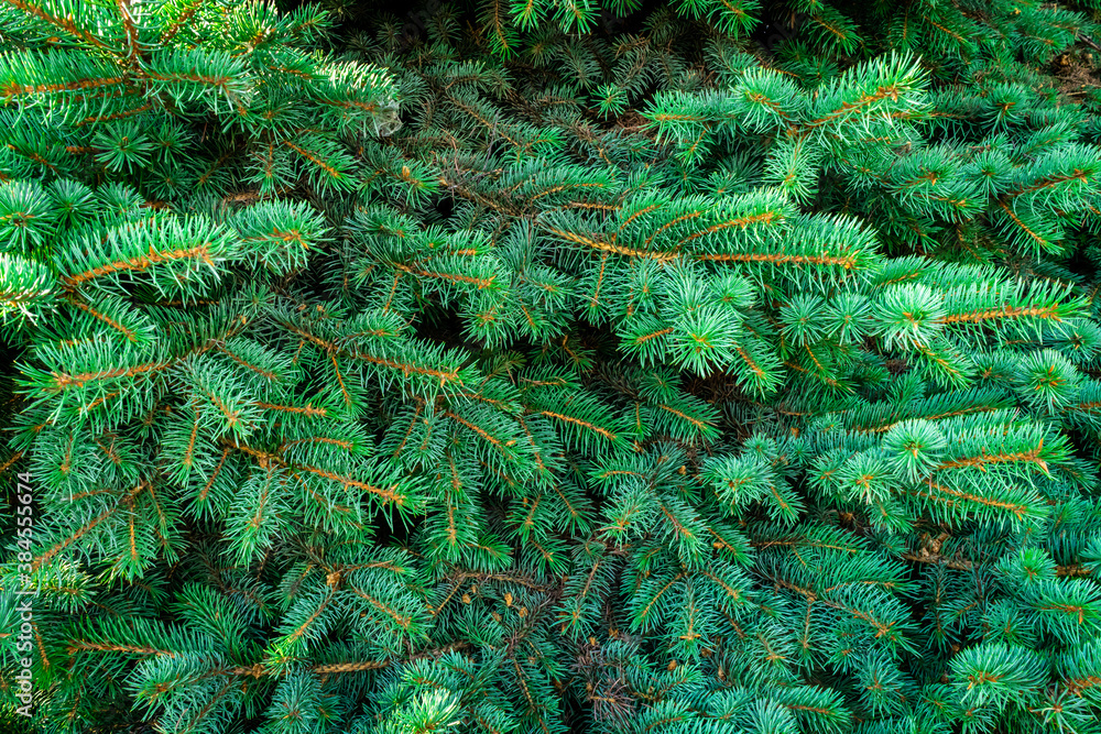 Green winter fir branches. Christmas green coniferous background