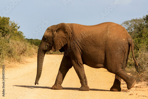 Elephant walking in the African wild
