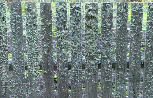 the wooden fence covered with green moss