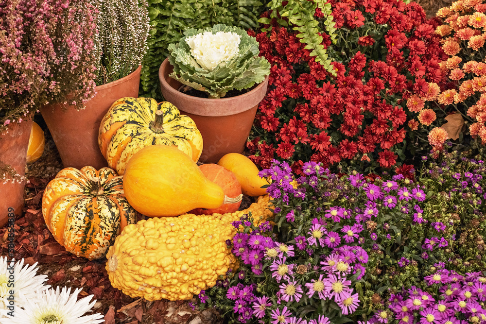 Still life with a variety of pumpkins and seasonal blooming flowers at the harvest festival. Autumn season Still life with a variety of pumpkins and seasonal blooming flowers at the harvest festival. Autumn season