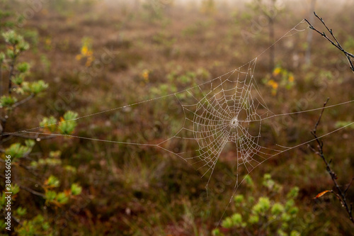 A scene with cobweb on a foggy morning in swamp in Kangari in October in Latvia