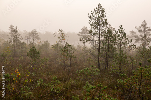 Misty scene on a foggy morning in swamp in October in Kangari in Latvia