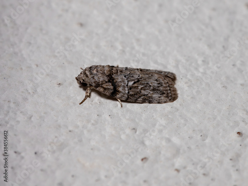 Black-olive Caterpillar Moth photo