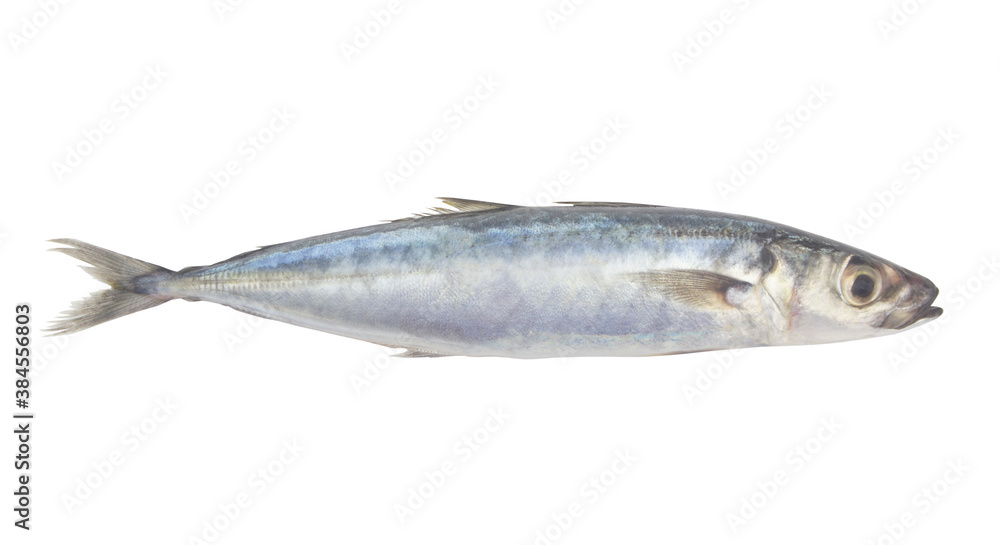 Round scad fish or mackerel scad isolated on white background, Decapterus maruadsi Round scad fish or mackerel scad isolated on white background, Decapterus maruadsi