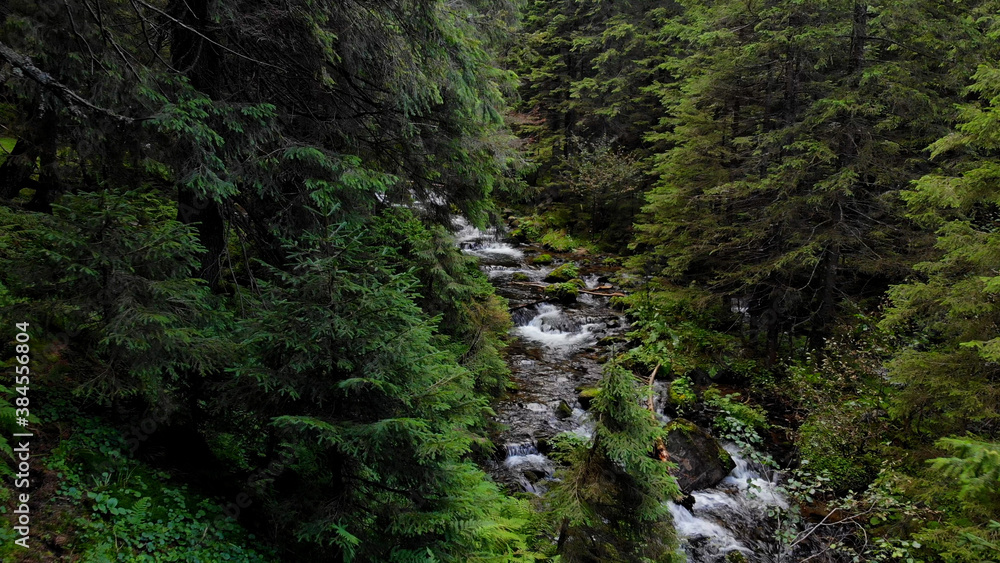 Coniferous forest and stream. Top view of a flowing stream in the forest. Coniferous forest and stream. Top view of a flowing stream in the forest.