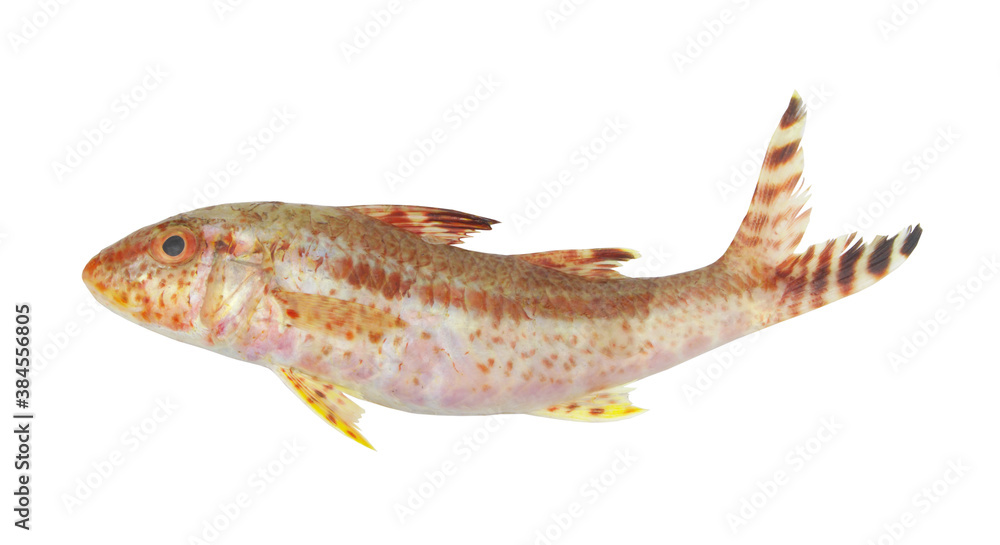 Goatfish or red mullet isolated on white background Goatfish or red mullet isolated on white background