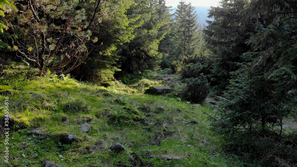 Stones and grass near the forest. Forest glade near the path. Stones and grass near the forest. Forest glade near the path.