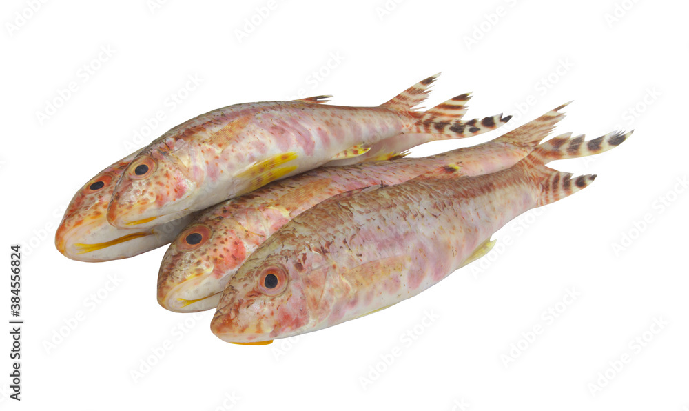 Goatfish or red mullet isolated on white background Goatfish or red mullet isolated on white background