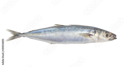 Round scad fish or mackerel scad isolated on white background, Decapterus maruadsi