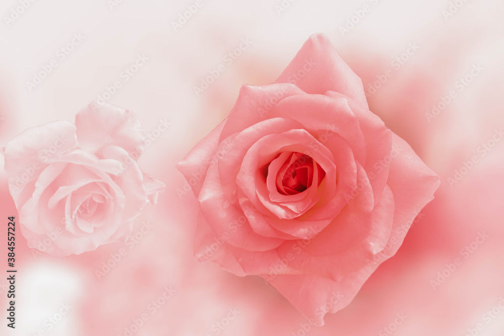 pink rose close up pink rose close up