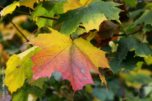 Beautiful yellow red maple leaf on yellow green maple tree branch at Early autumn day, natural texture for background 