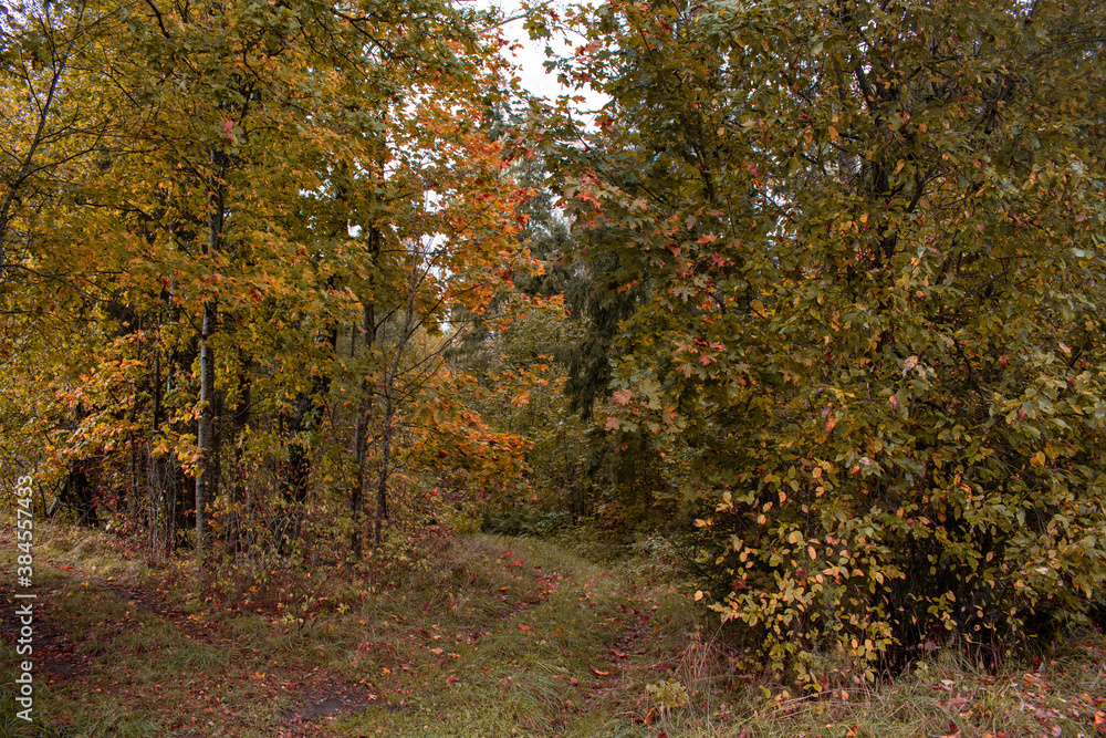 Autumn season is here, picture off trees in autumn. Shooting date - 10/11/2020. Location - Limbazi, Limbazu novads, Latvia.