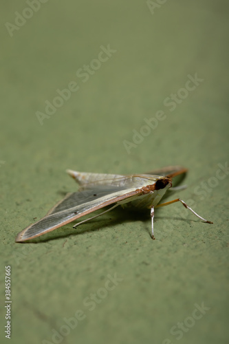 Four-spotted Palpita Moth photo