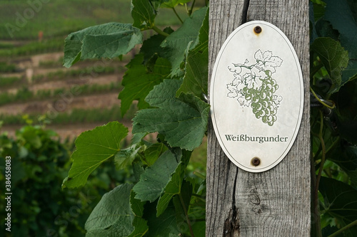 Vine plants with a "Weißburgunder" sign on a vineyard in Radebeul. "Weißburgunder" is a white grape variety also called Pinot blanc.
