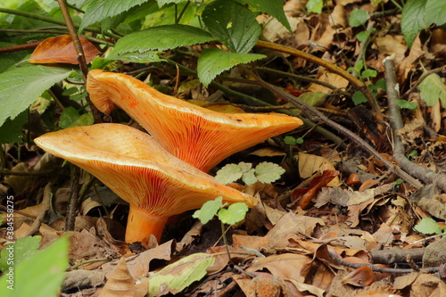 Billede på lærred Two orange Lactarius mushrooms growing among fallen leaves in forest undergrowth