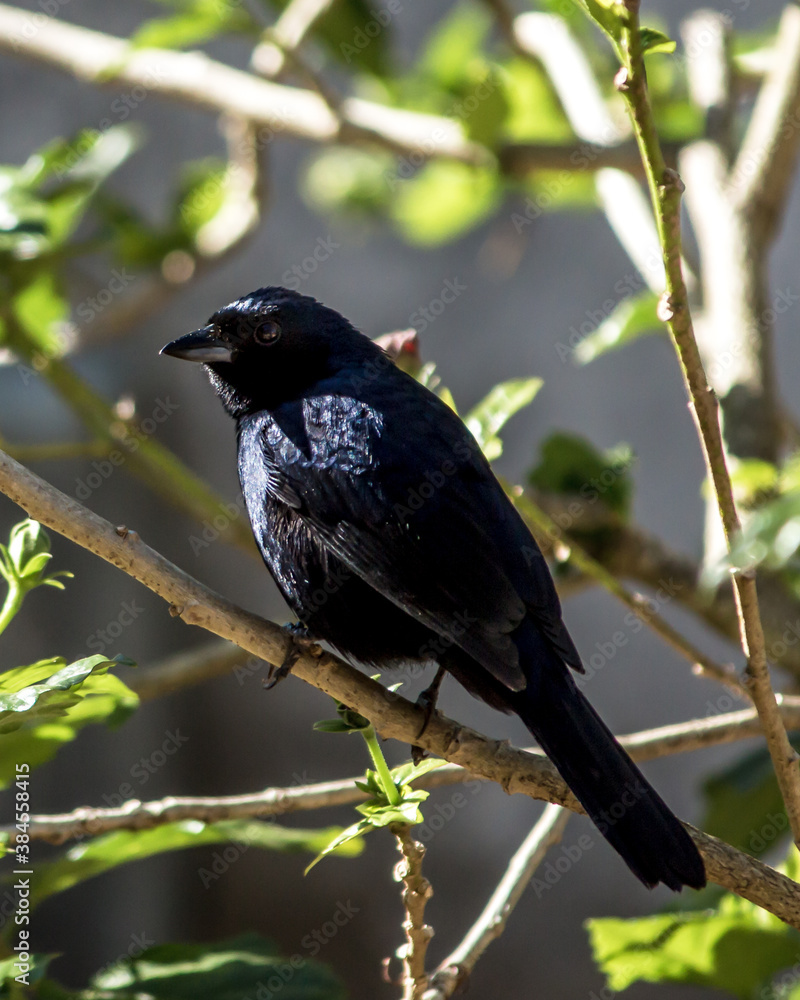 Φωτογραφία Tiziu is a black bird with a metallic blue shine, except for a small white spot on the underside of the wings