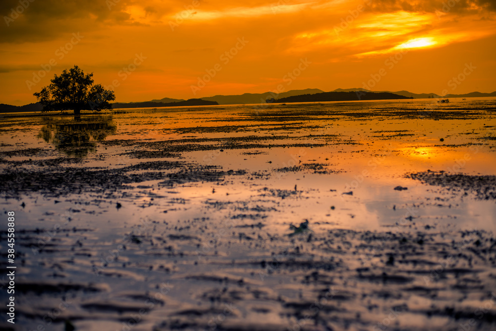 Natural background of morning light against trees or coastal mangrove forest, cool blurred wind, beauty according to the weather conditions during the day. Natural background of morning light against trees or coastal mangrove forest, cool blurred wind, beauty according to the weather conditions during the day.