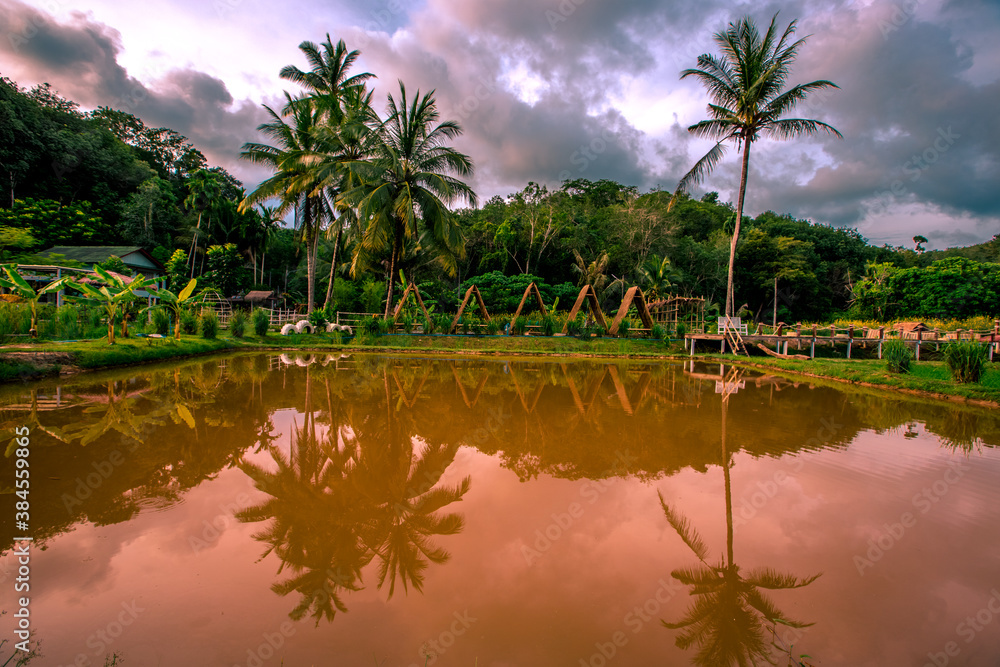 Natural background of morning light against trees or coastal mangrove forest, cool blurred wind, beauty according to the weather conditions during the day. Natural background of morning light against trees or coastal mangrove forest, cool blurred wind, beauty according to the weather conditions during the day.