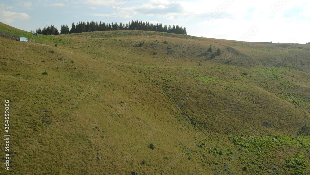 Obraz premium Gentle slope of green hill in mountains. Coniferous forest on the horizon. Amazing green glades.
