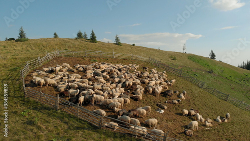 Obraz na plátně Cute sheeps are chewing juicy grass in mountains