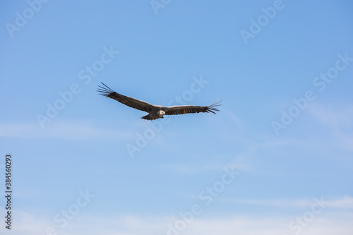 Vulture in flight