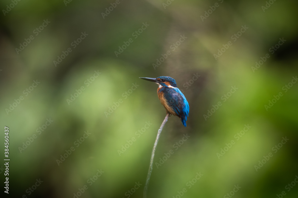 Fototapeta premium common kingfisher