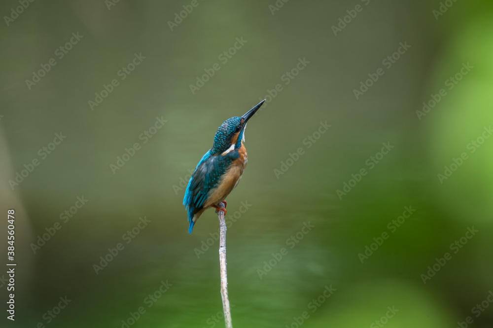 Fototapeta premium common kingfisher
