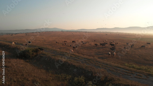 Herd of cows on the idylic valley. Wide field for grazing. Summer scenery with beautiful sunset and foggy mountains.
