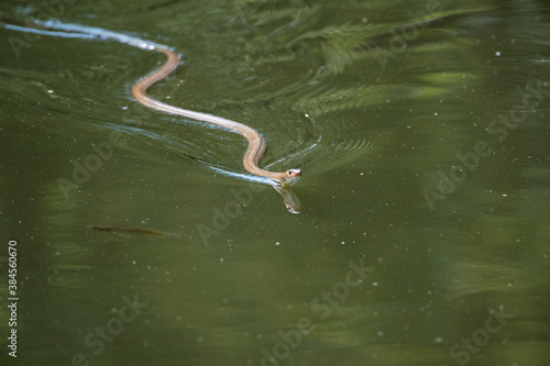 Snake swimming