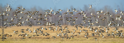 Flock of migrating ruffs in Biebrza National park in Poland