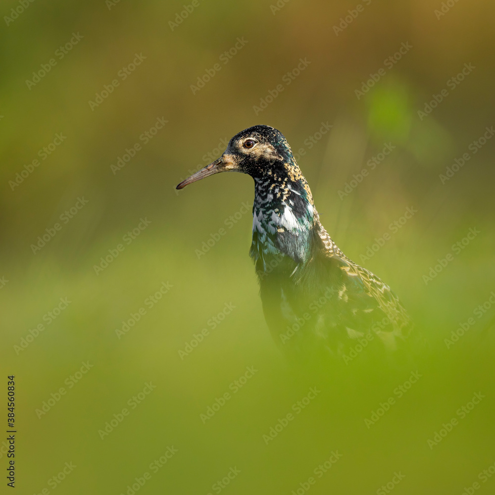 Obraz premium Ruff in Biebrza national park in Poland